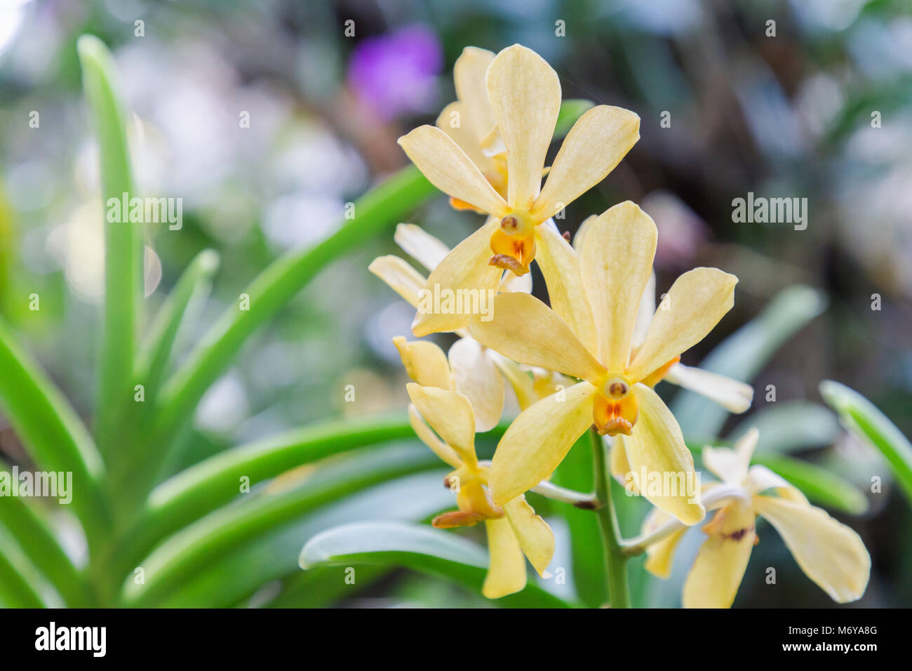 Orchid flower in garden at winter or spring day for postcard beauty and agriculture idea concept design. Mokara or Arachnis orchid. Stock Photo