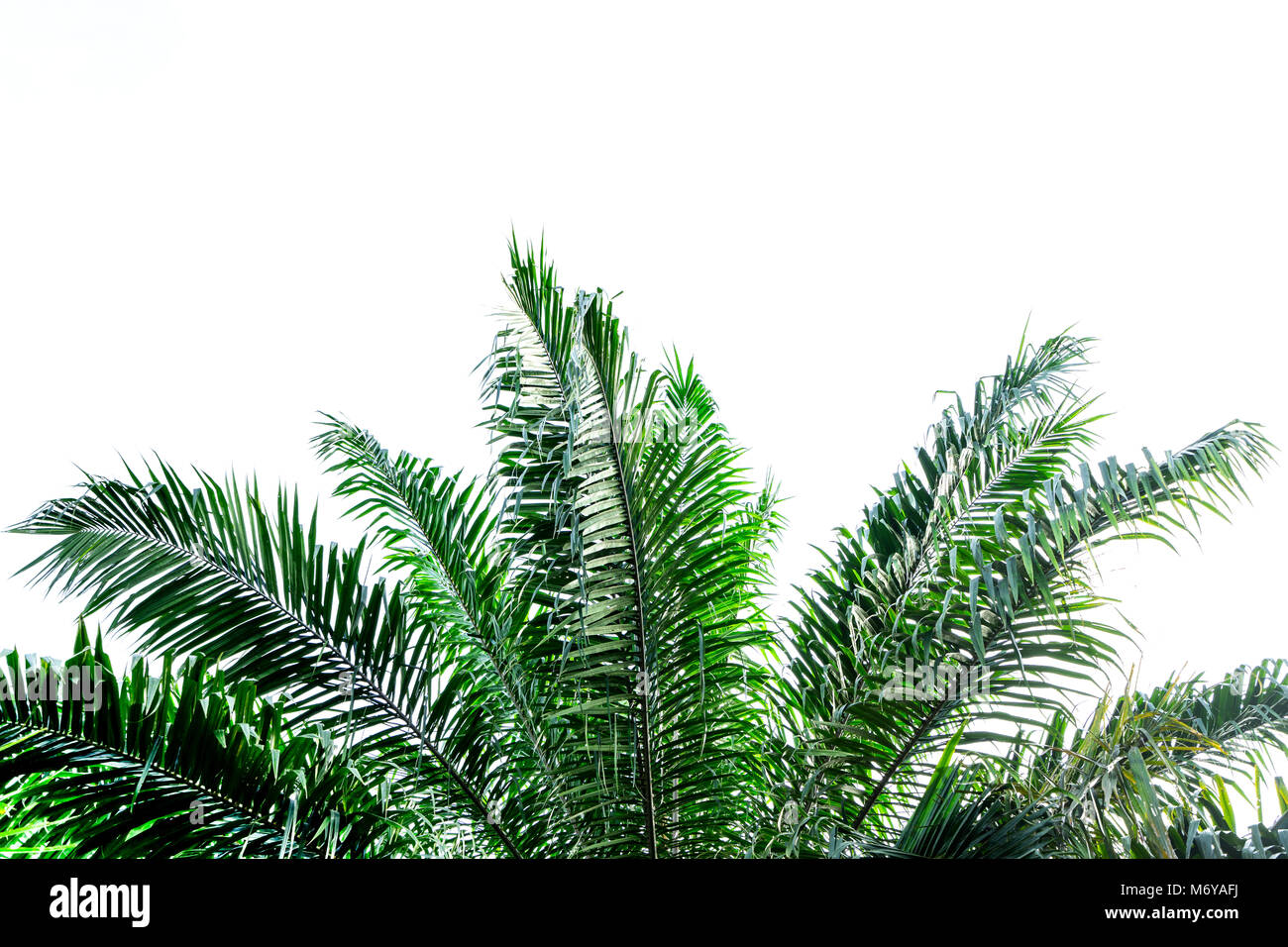 Green leaves of palm tree isolated on white background Stock Photo - Alamy