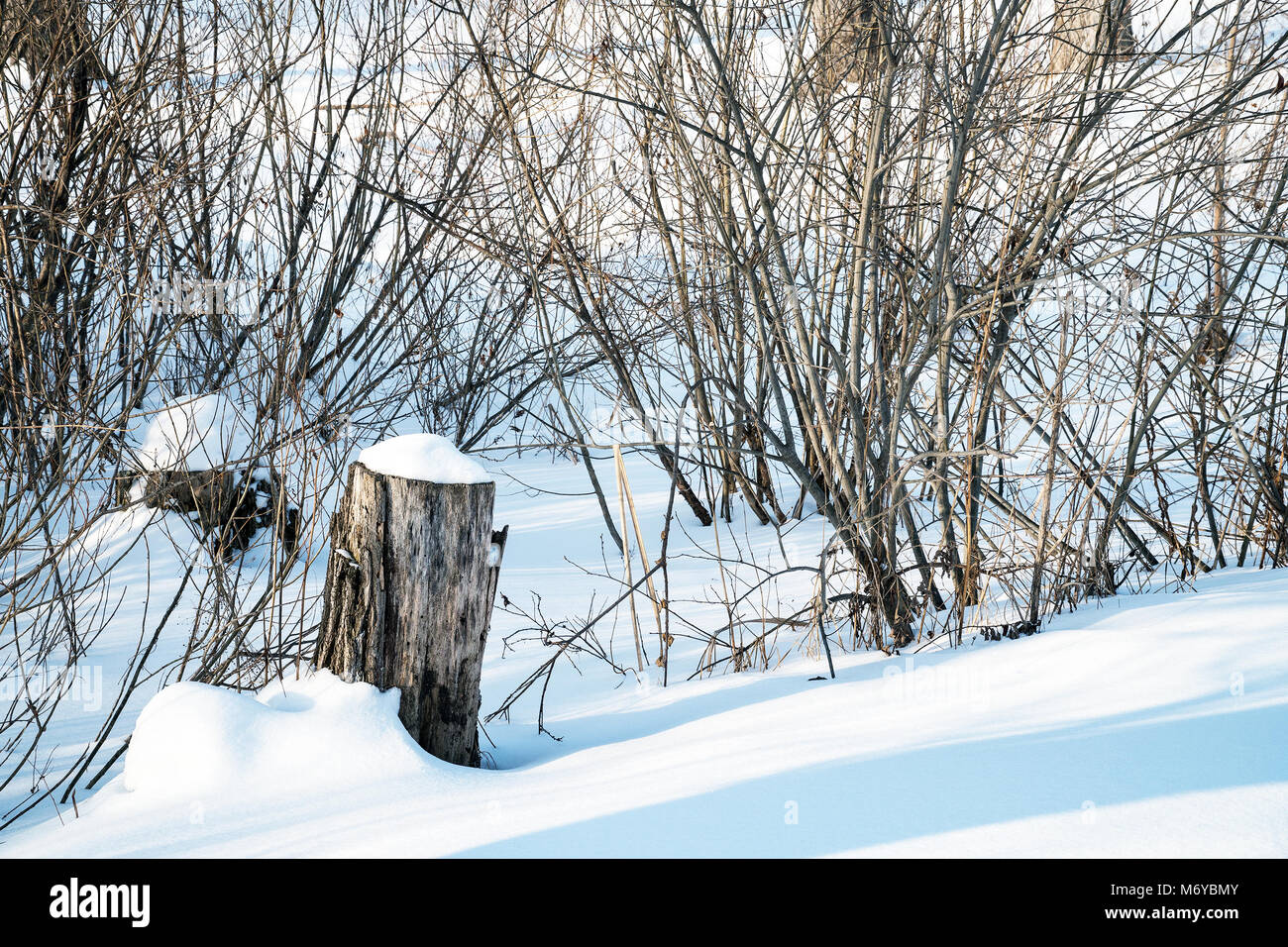 Capping Tree Stump Tree stump snow cap hi-res stock photography and images - Alamy