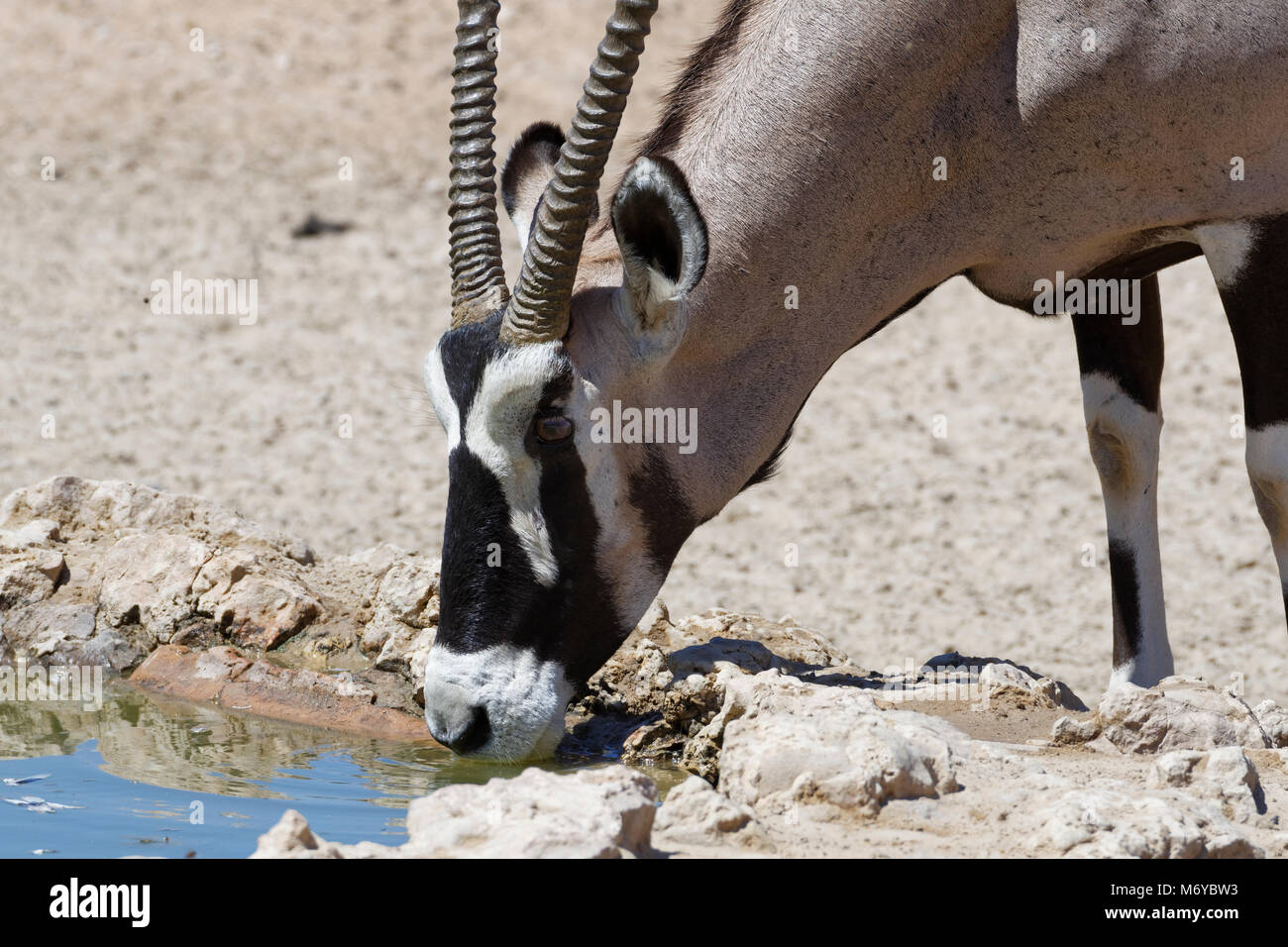 Gemsbok (Oryx gazella) drinking at a waterhole, Kgalagadi Transfrontier Park, Northern Cape, South Africa, Africa Stock Photo