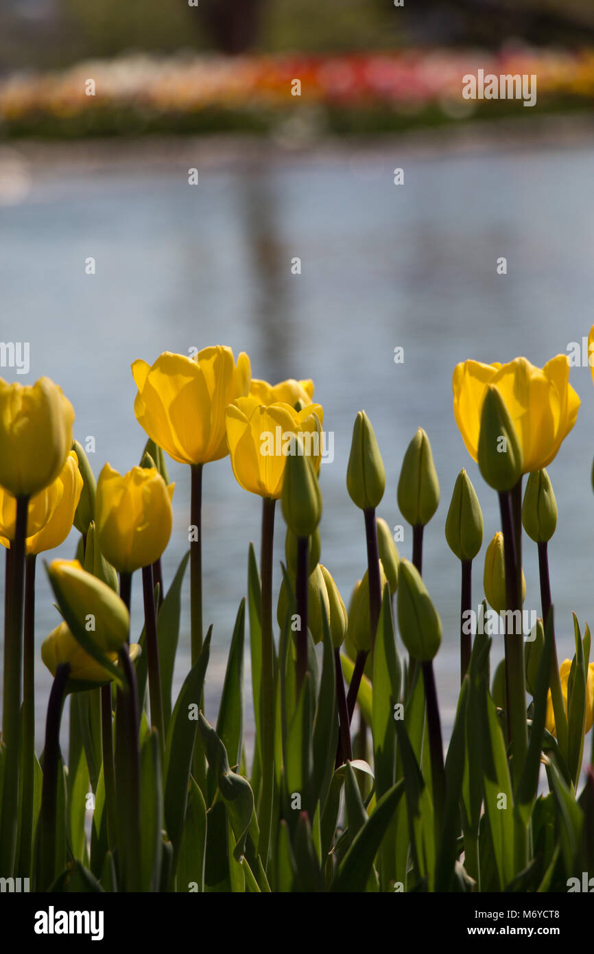 Yellow color Tulips Bloom in Spring in garden Stock Photo - Alamy