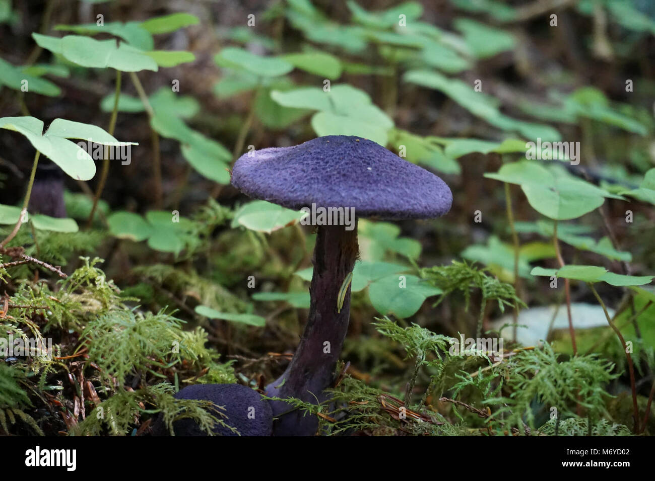 violet cort mushrooms cortinarius violaceus purple fungus d archuleta    . Stock Photo
