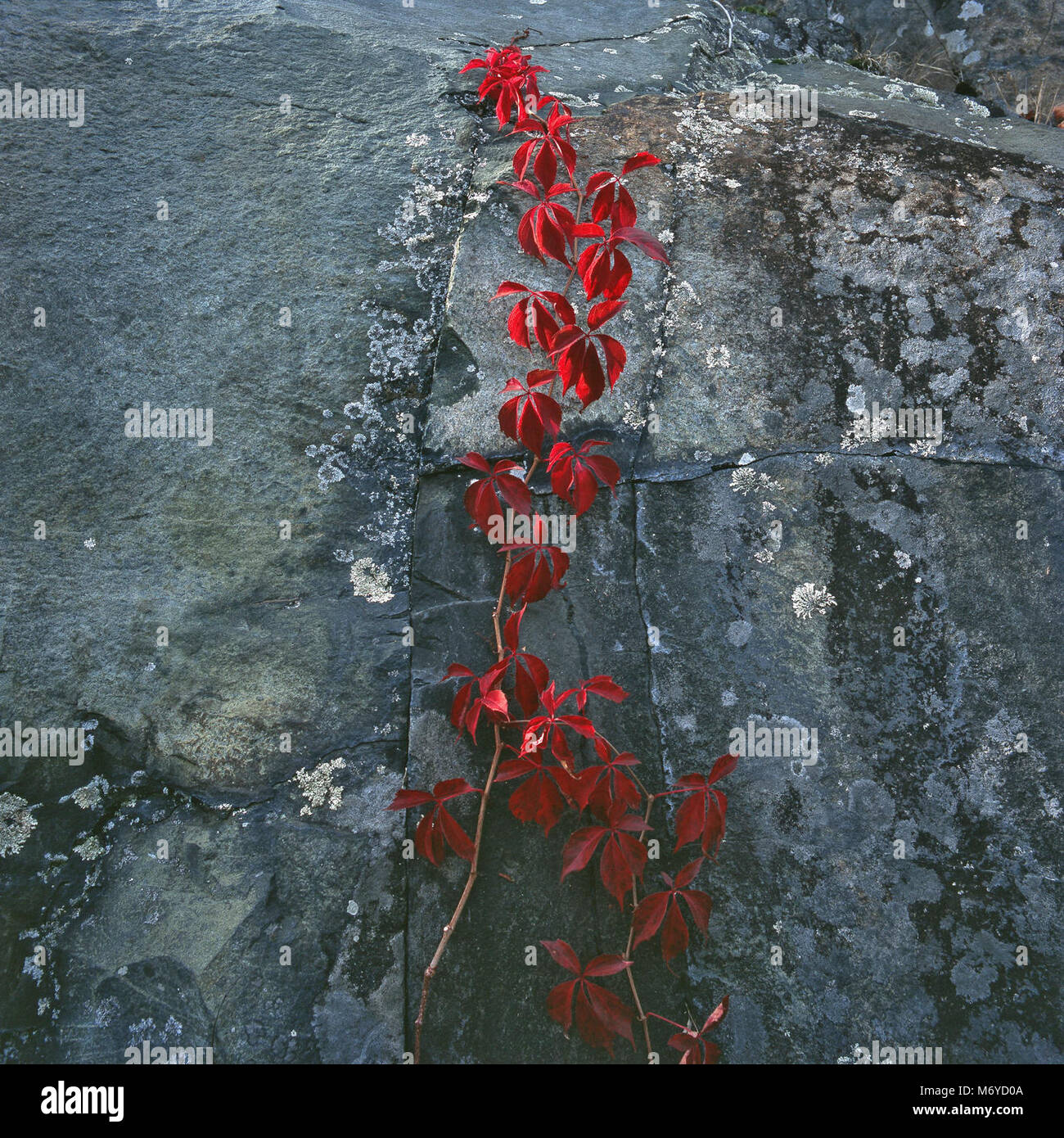 Virginia Creeper Stock Photo - Alamy