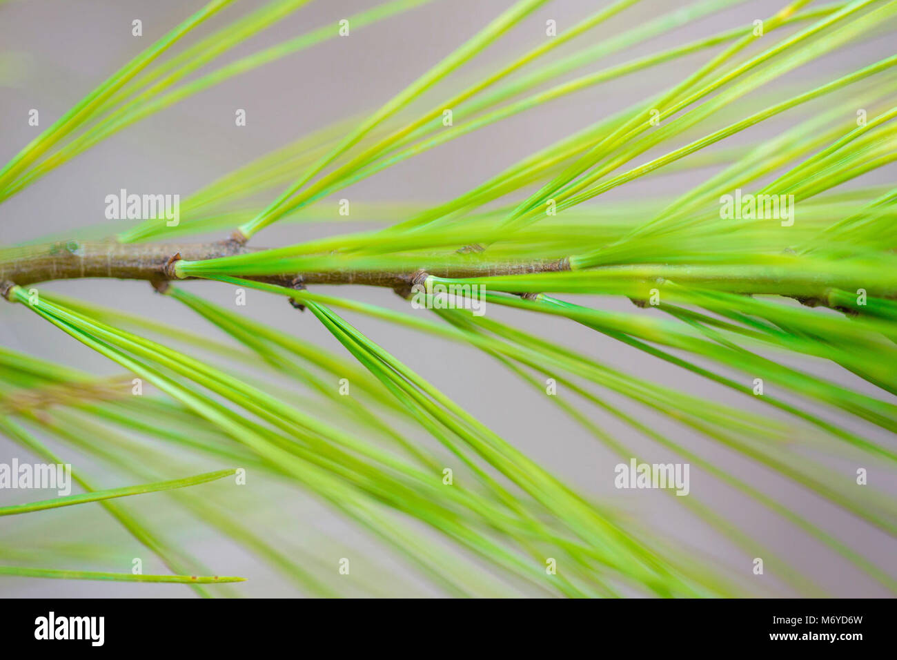 White Pine Needles Stock Photo - Alamy