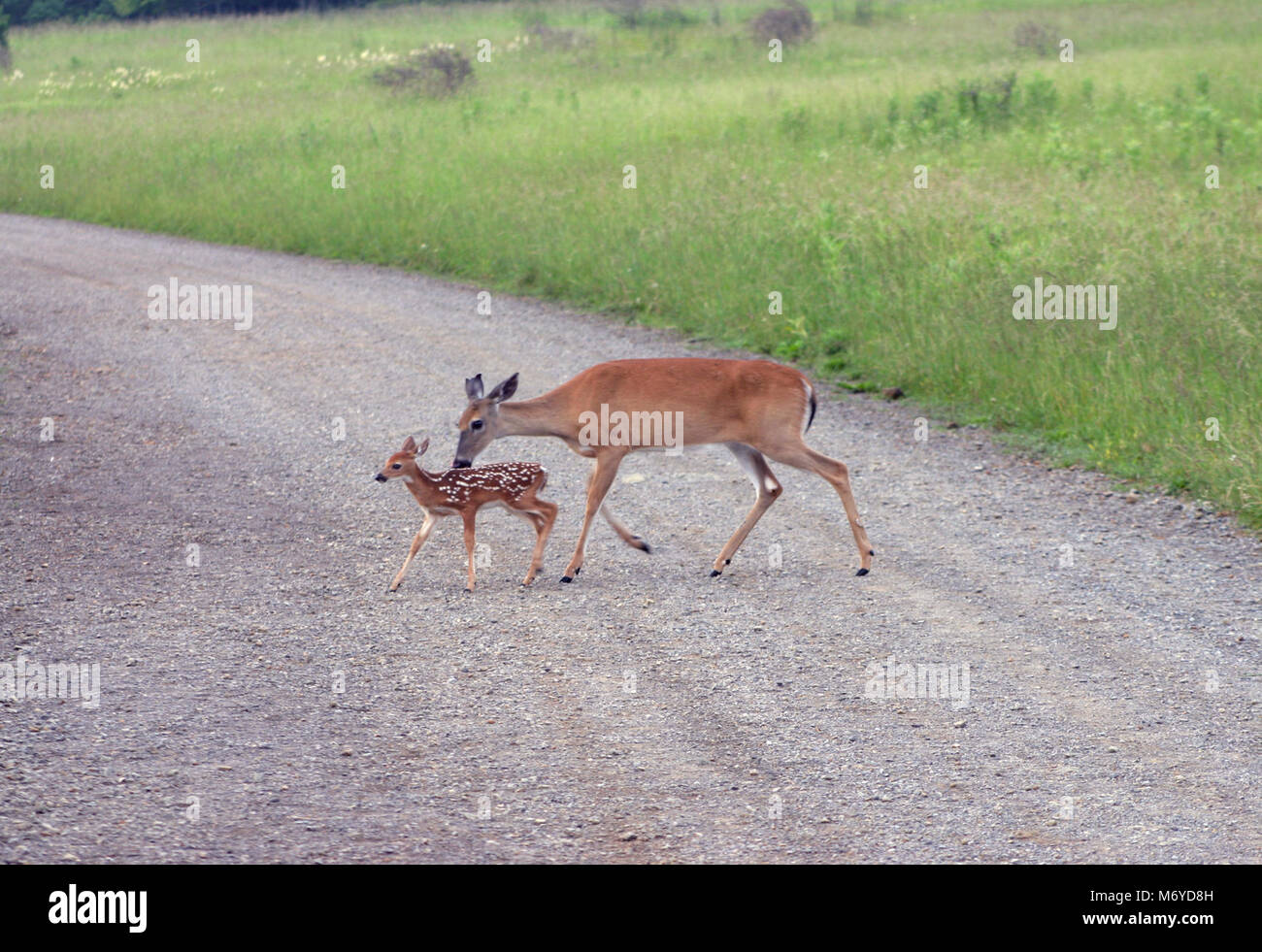 Blue ridge mountains virginia deer hi-res stock photography and images ...