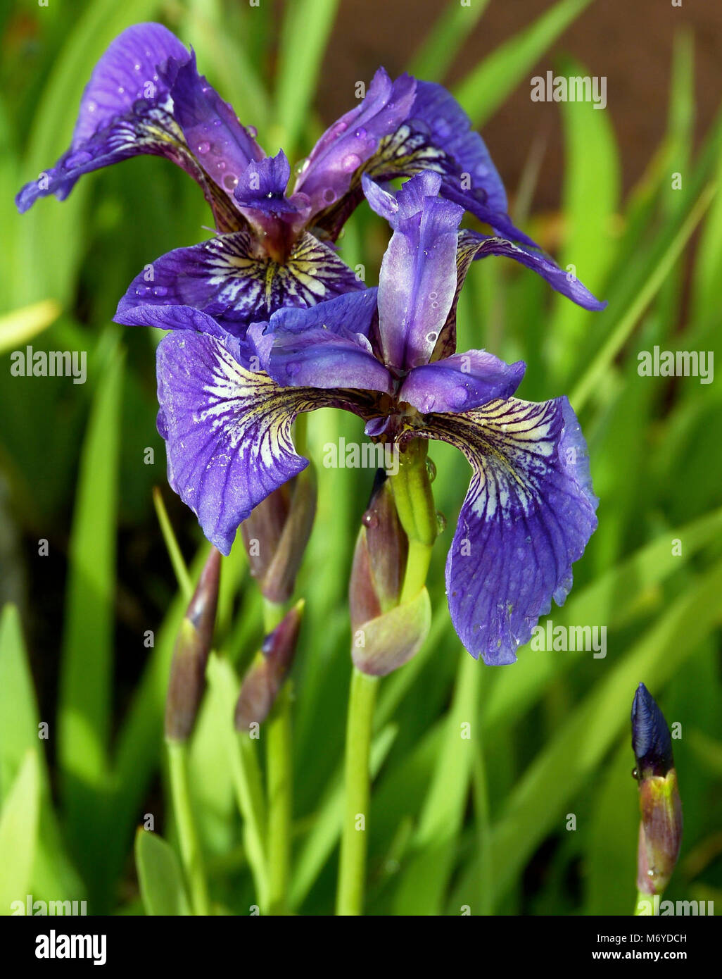 Wild Flag Iris (Iris setosa)   . The bright purple petals of the wild flag iris stand out in the wet, marshy areas where the plant likes to grow. Stock Photo