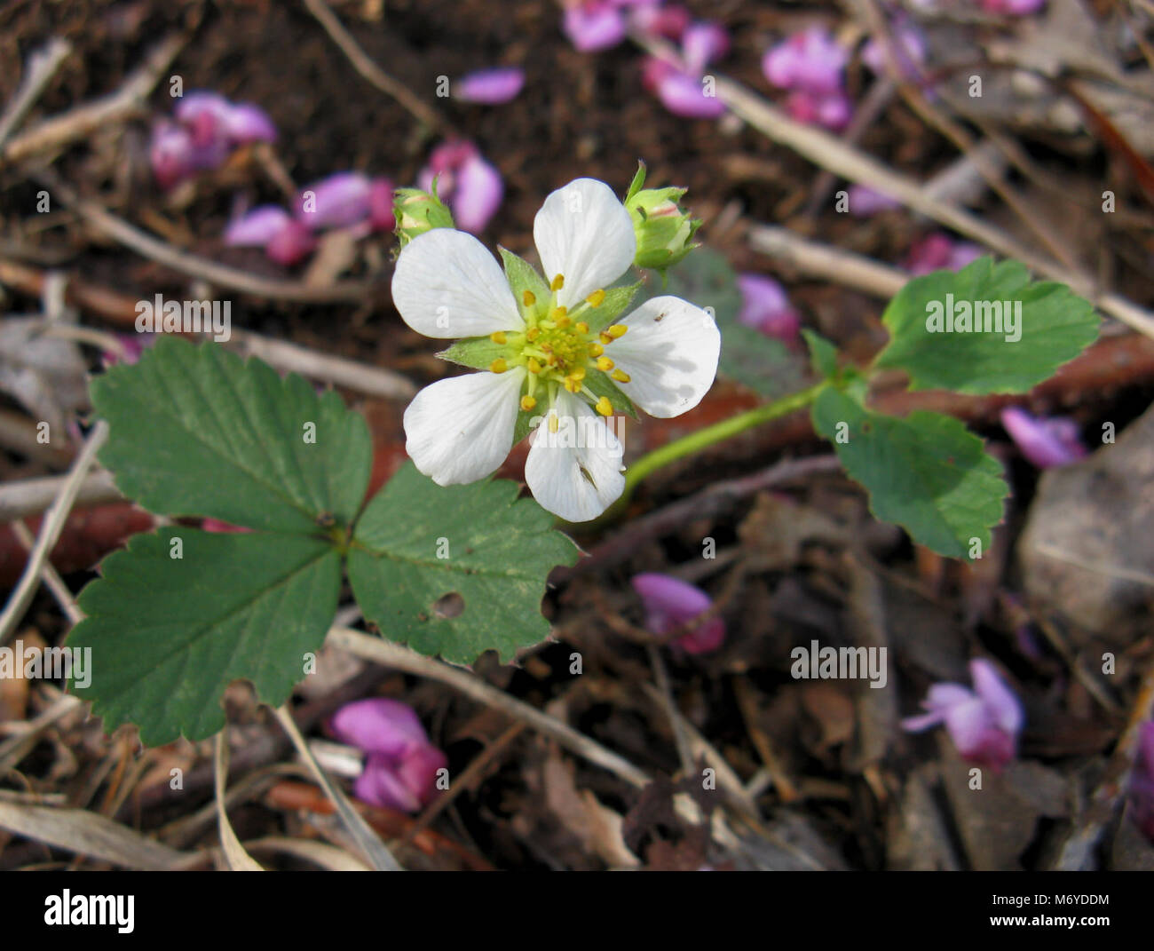 Wild Strawberry Stock Photo - Alamy