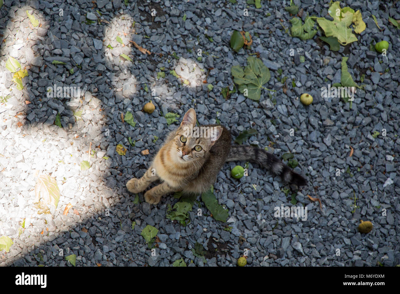 Stray cat seen in the street of the city Stock Photo - Alamy