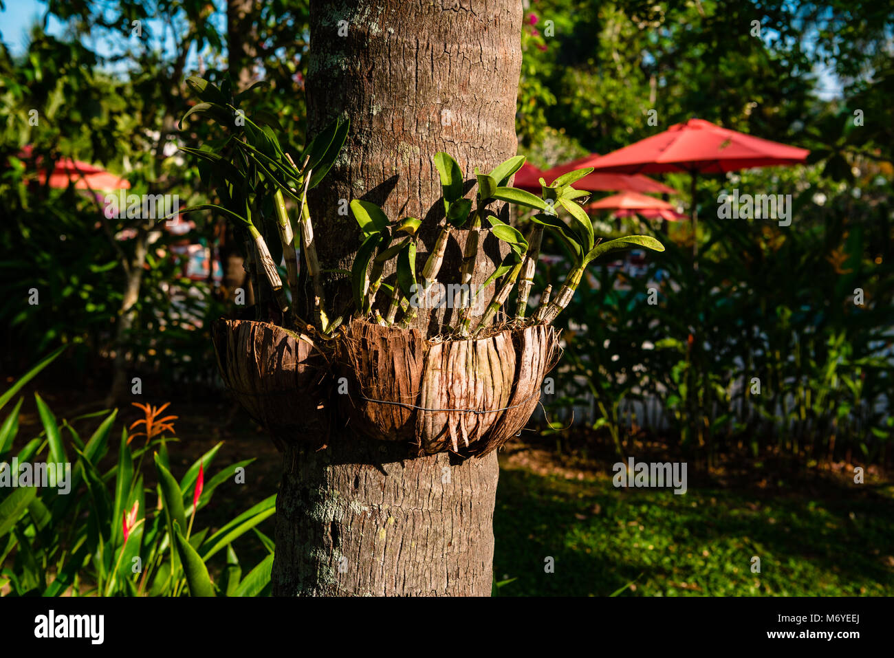 Creative arrangement of flowerpots on tree Stock Photo
