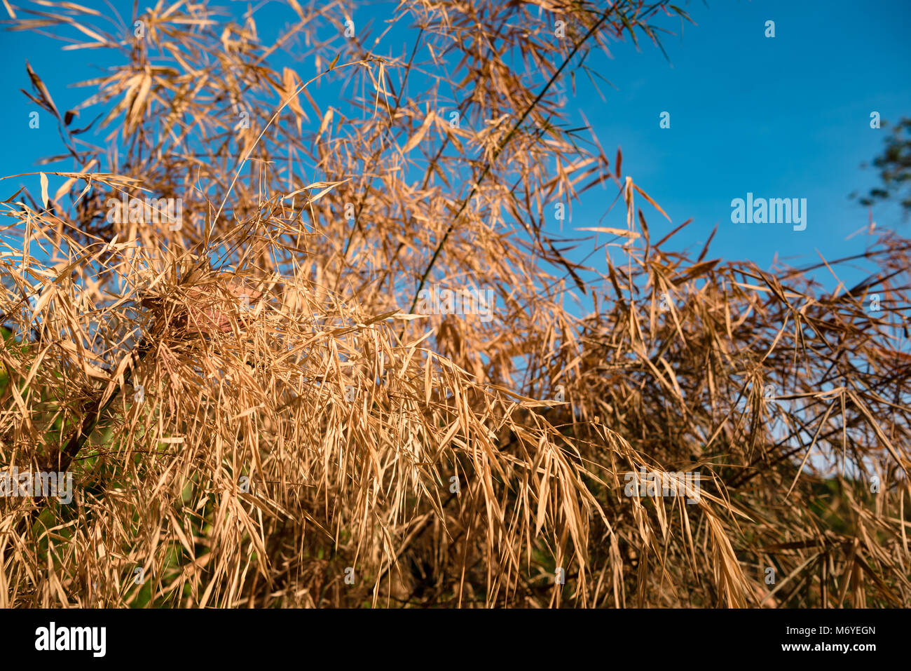 Dry leaves on plants against blue sky Stock Photo