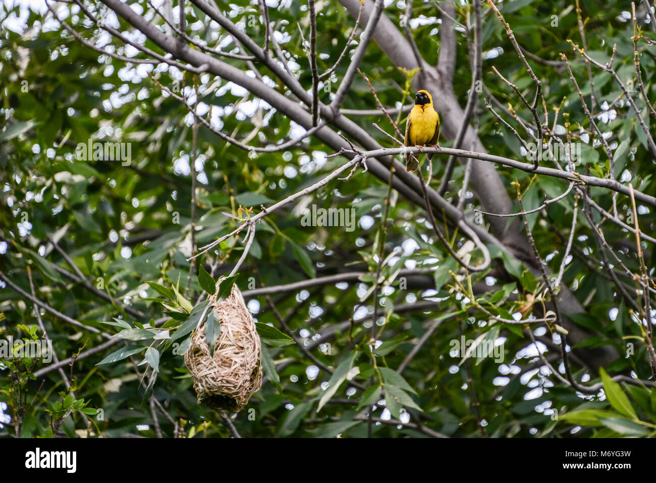 A male southern masked weaver (Ploceus velatus) perched in a tree above his nest Stock Photo