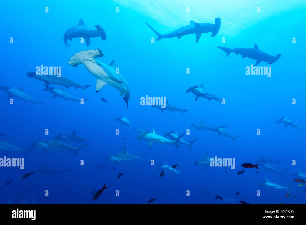 Scalloped hammerhead shark,Sphyrna lewini,schooling sharks,Cocos Island ...