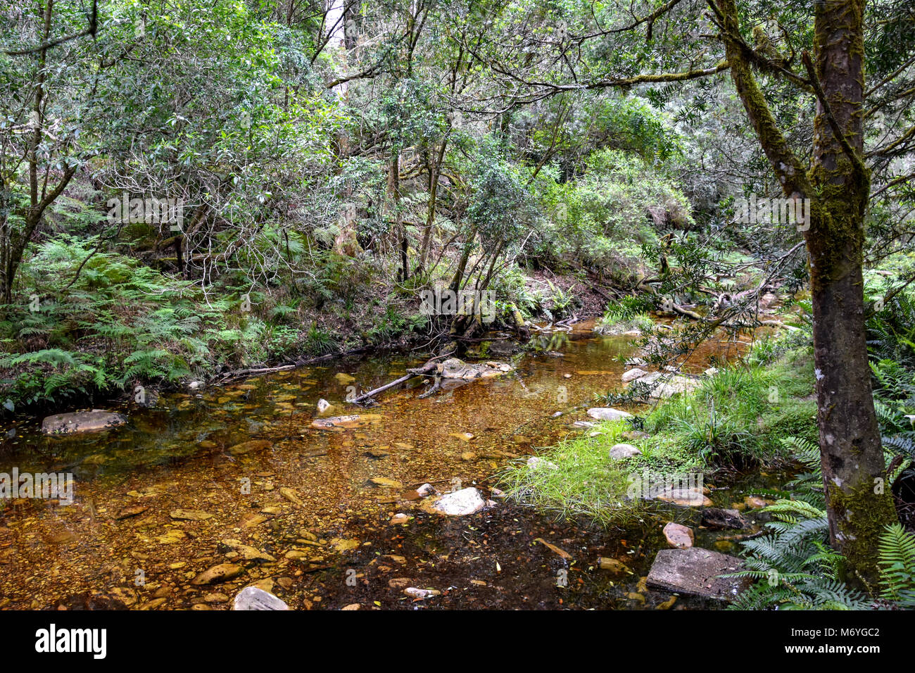 The Forest On The Popular Jubilee Creek Hiking Trail In Knysna On The the-forest-on-the-popular-jubilee-creek-hiking-trail-in-knysna-on-the