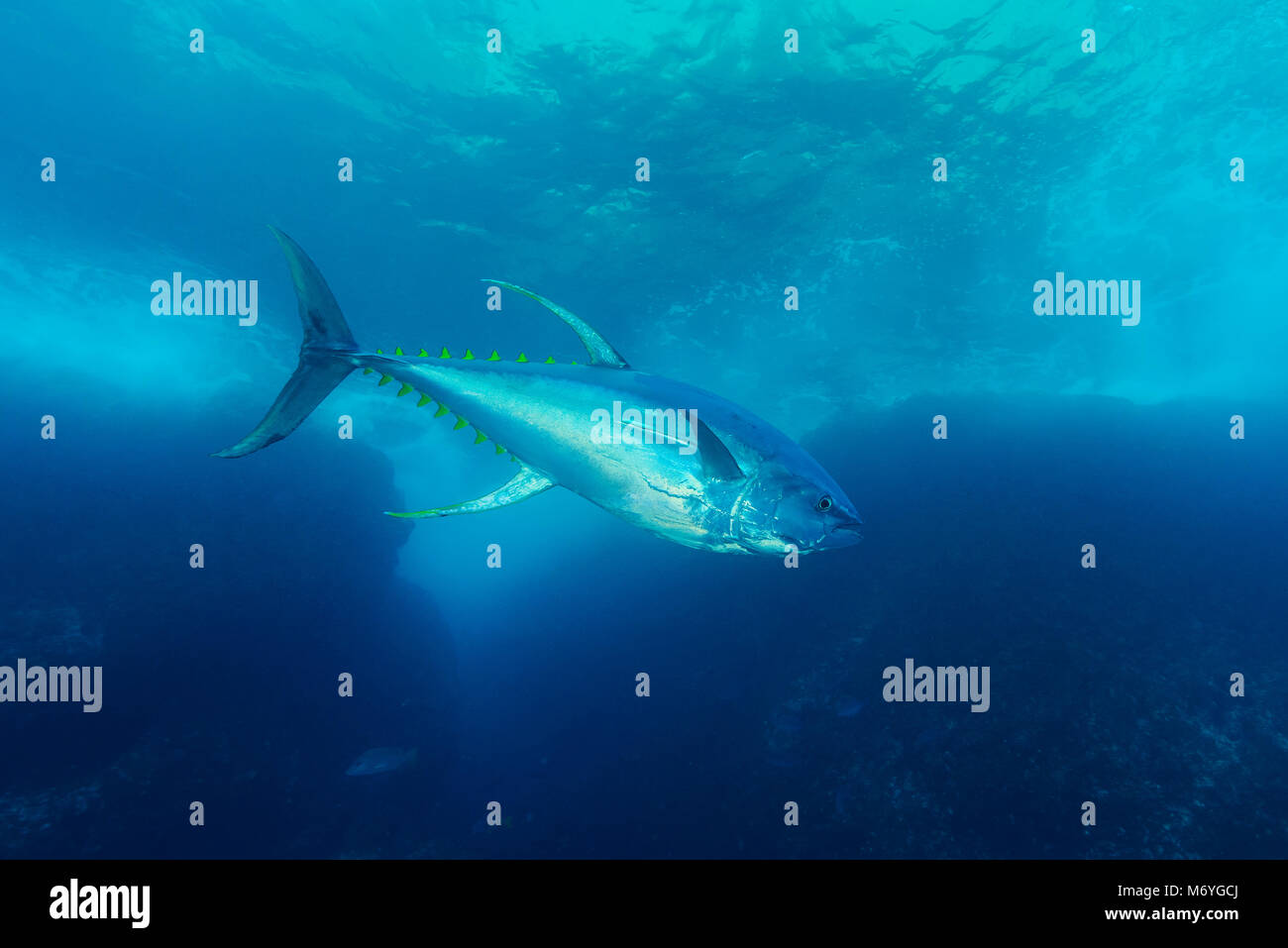 Yellowfin tuna,Thunnus albacares,Cocos Island,Costa Rica,Pacific Ocean Stock Photo