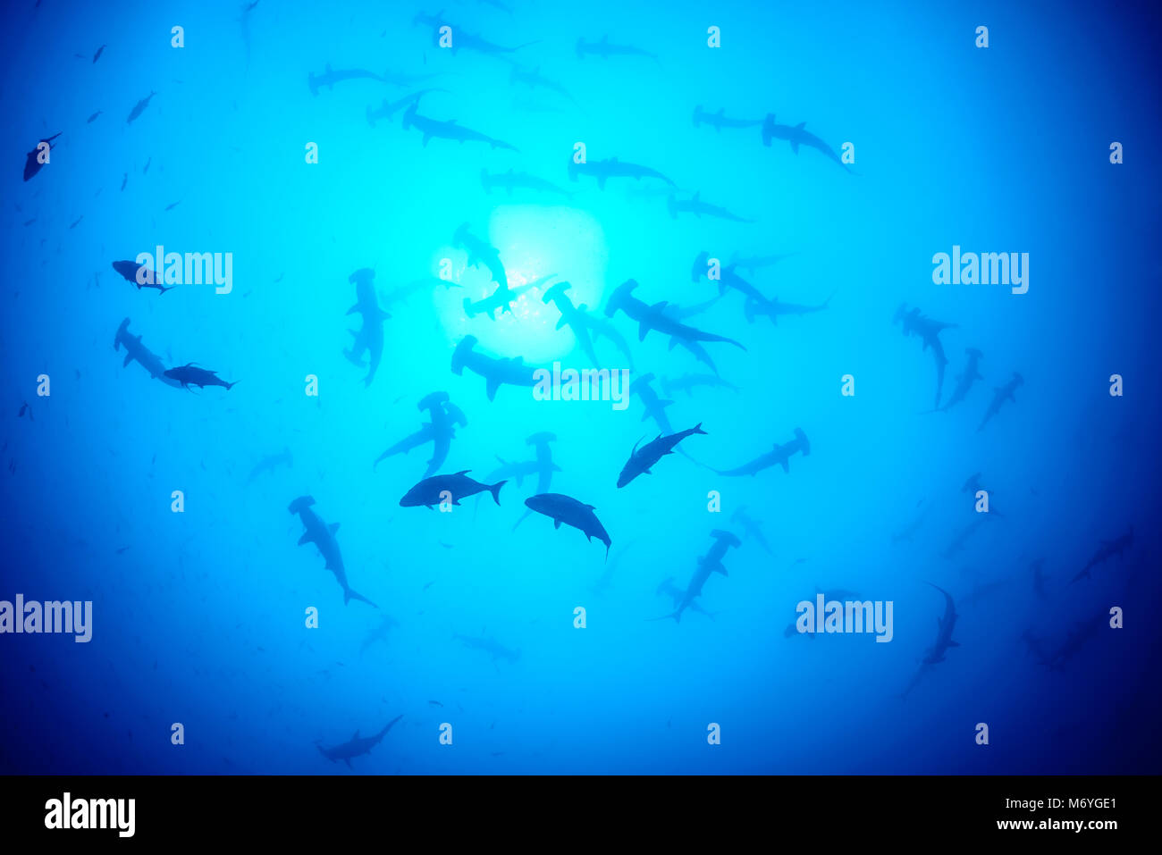 Scalloped hammerhead shark,Sphyrna lewini,schooling sharks,Cocos Island,Costa Rica,Pacific Ocean Stock Photo