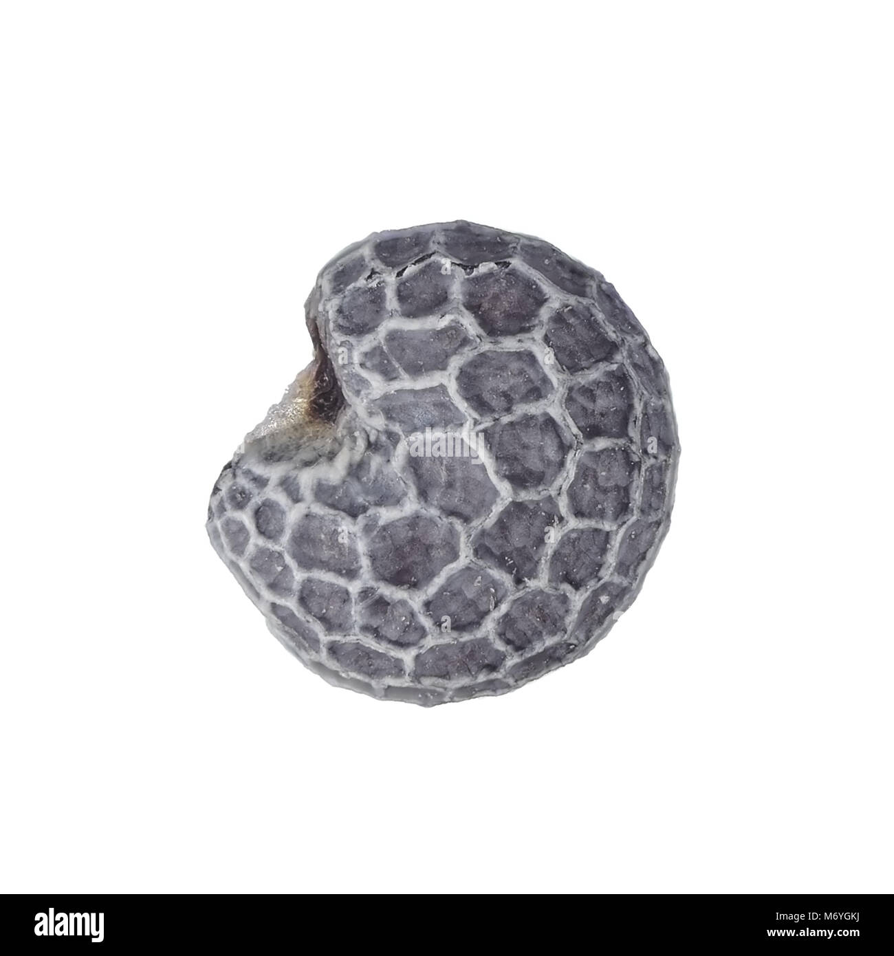 Poppy seed (size about 1mm) isolated on white background, light micrograph Stock Photo