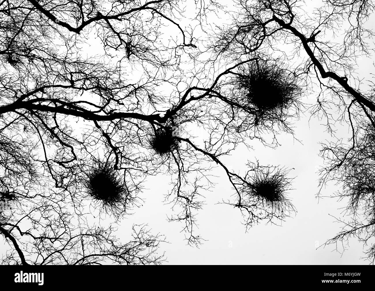 Stark black and white branches hi-res stock photography and images - Alamy