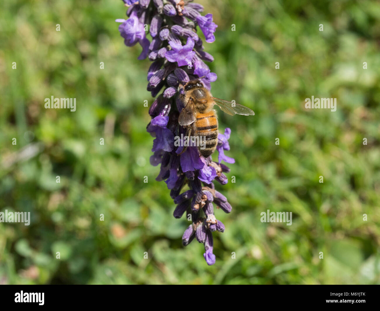 Close up of a honey bee feeding on a lavender flower spike Stock Photo