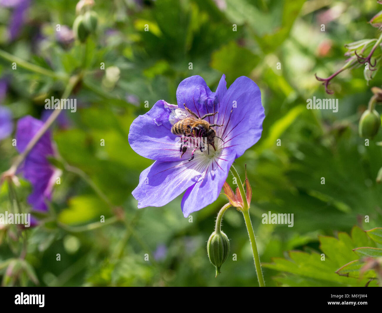 Honey bee feeding on the blue flower of a perennial geranium Stock Photo