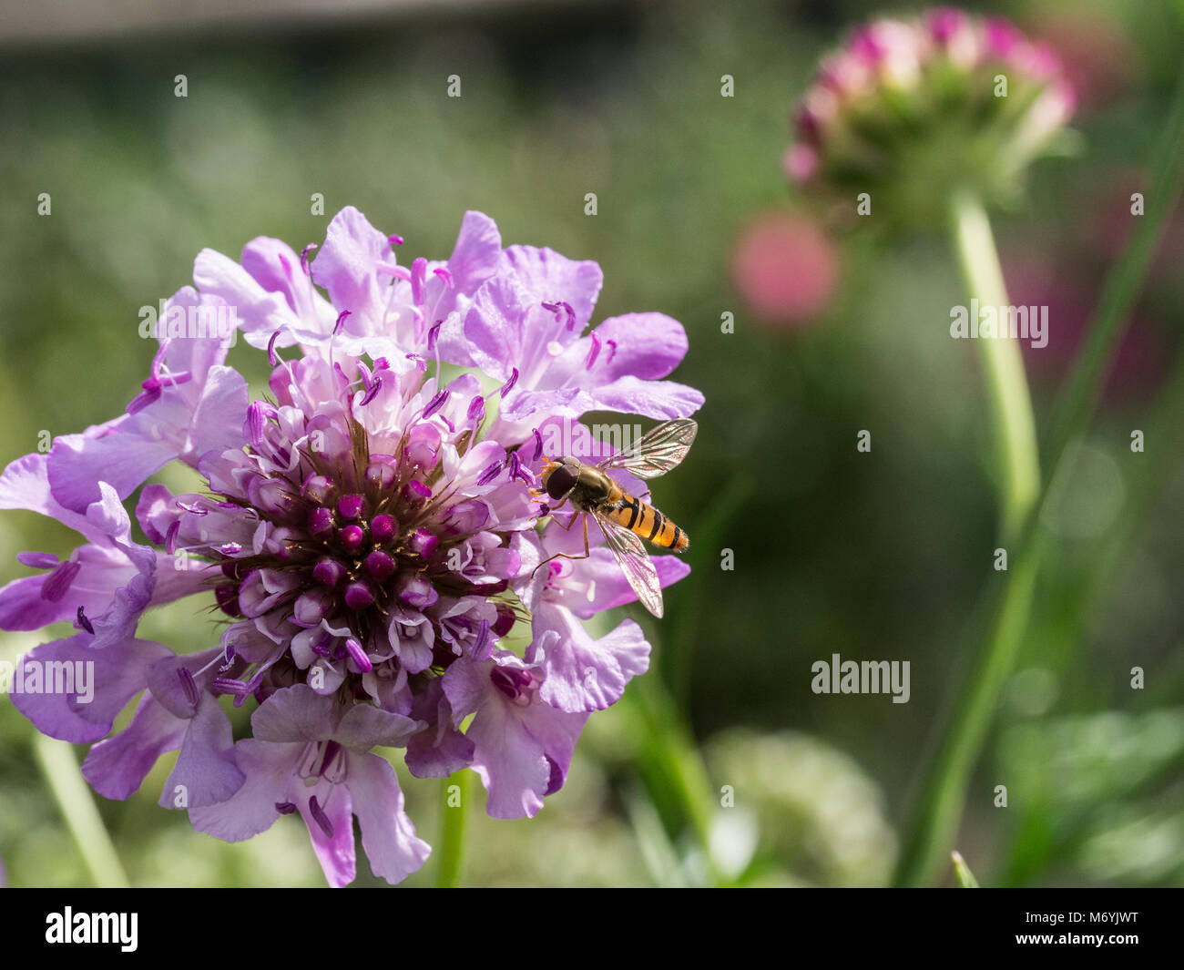 A marmalade hoverfly feeding on the powder blue flower of a scabious Stock Photo