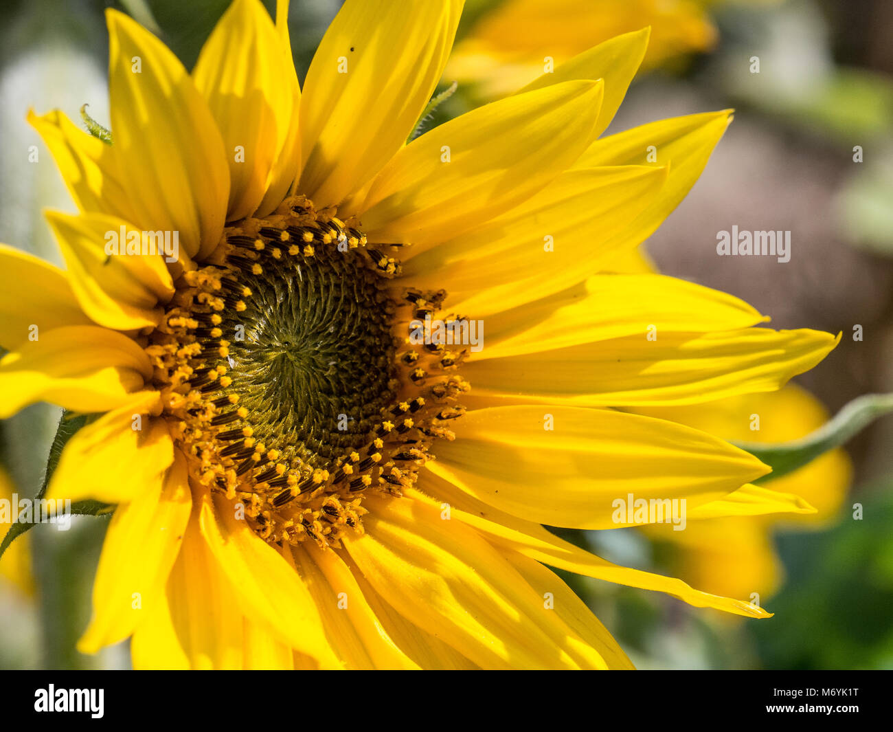 Three quarter image of a bright yellow sunflower Stock Photo