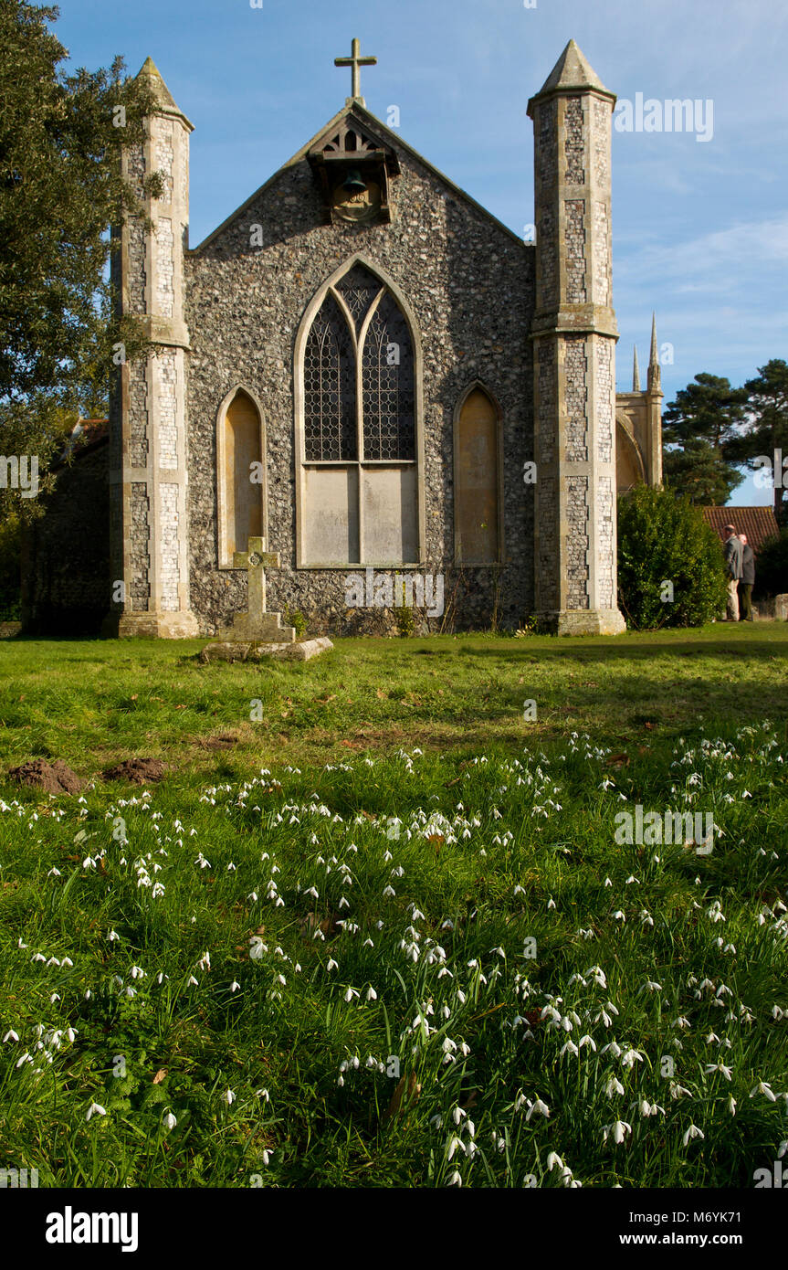 Thorpe Market, Norfolk, England, UK. Snowdrops in the grounds of St