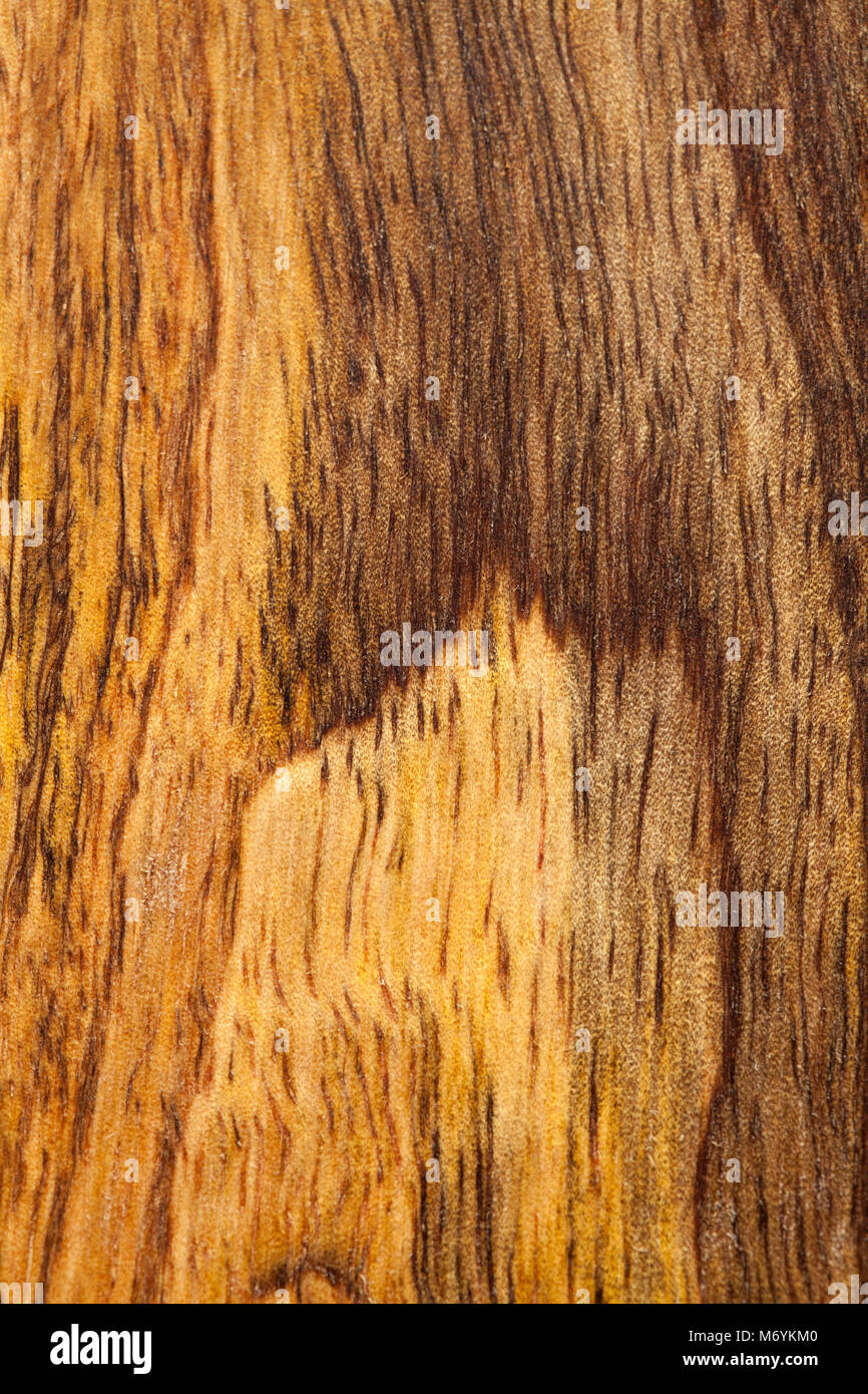 mango wood smooth board bacground with different colors of layers Stock