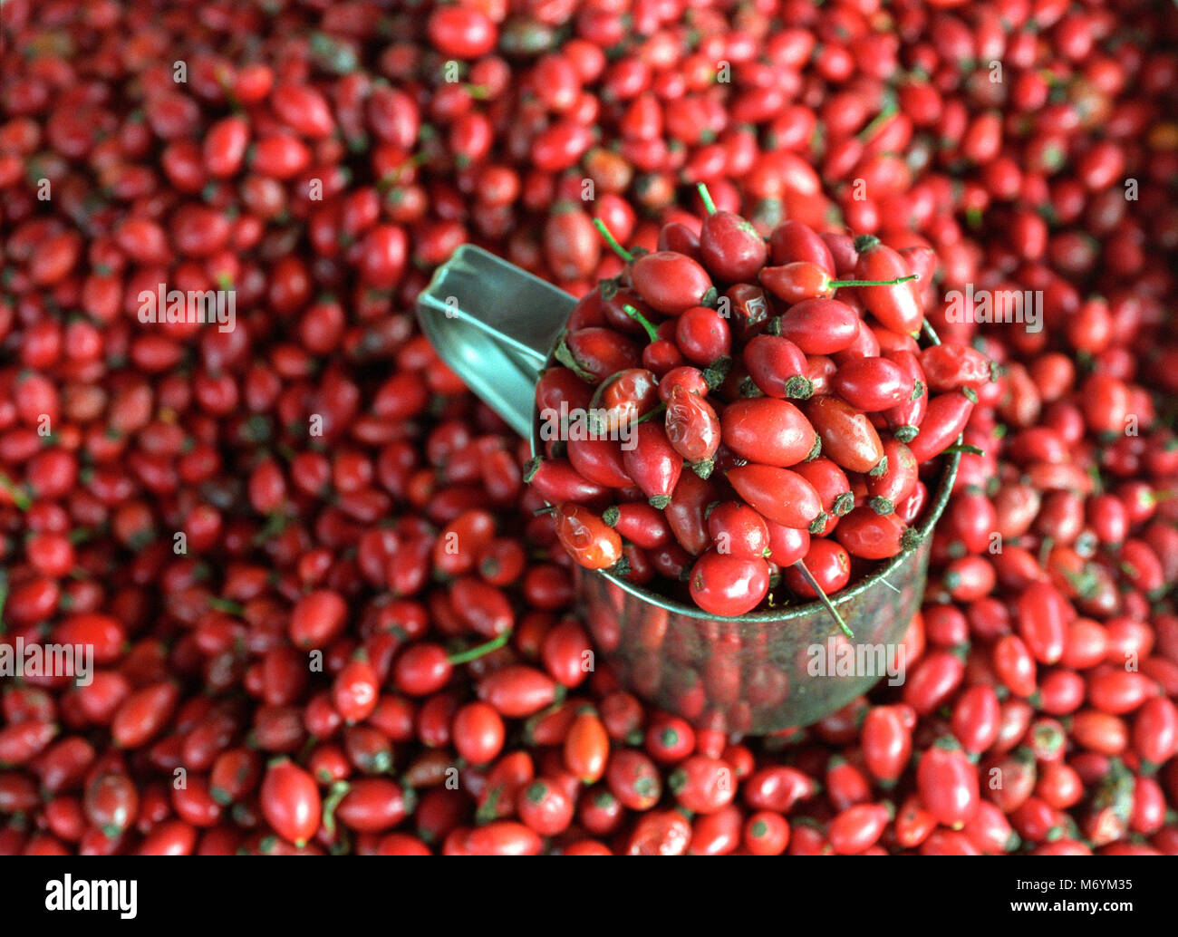 Rose hips fruit of the Dog Rose, Latin name Rosa canina for sale in a  market in Romania Stock Photo - Alamy