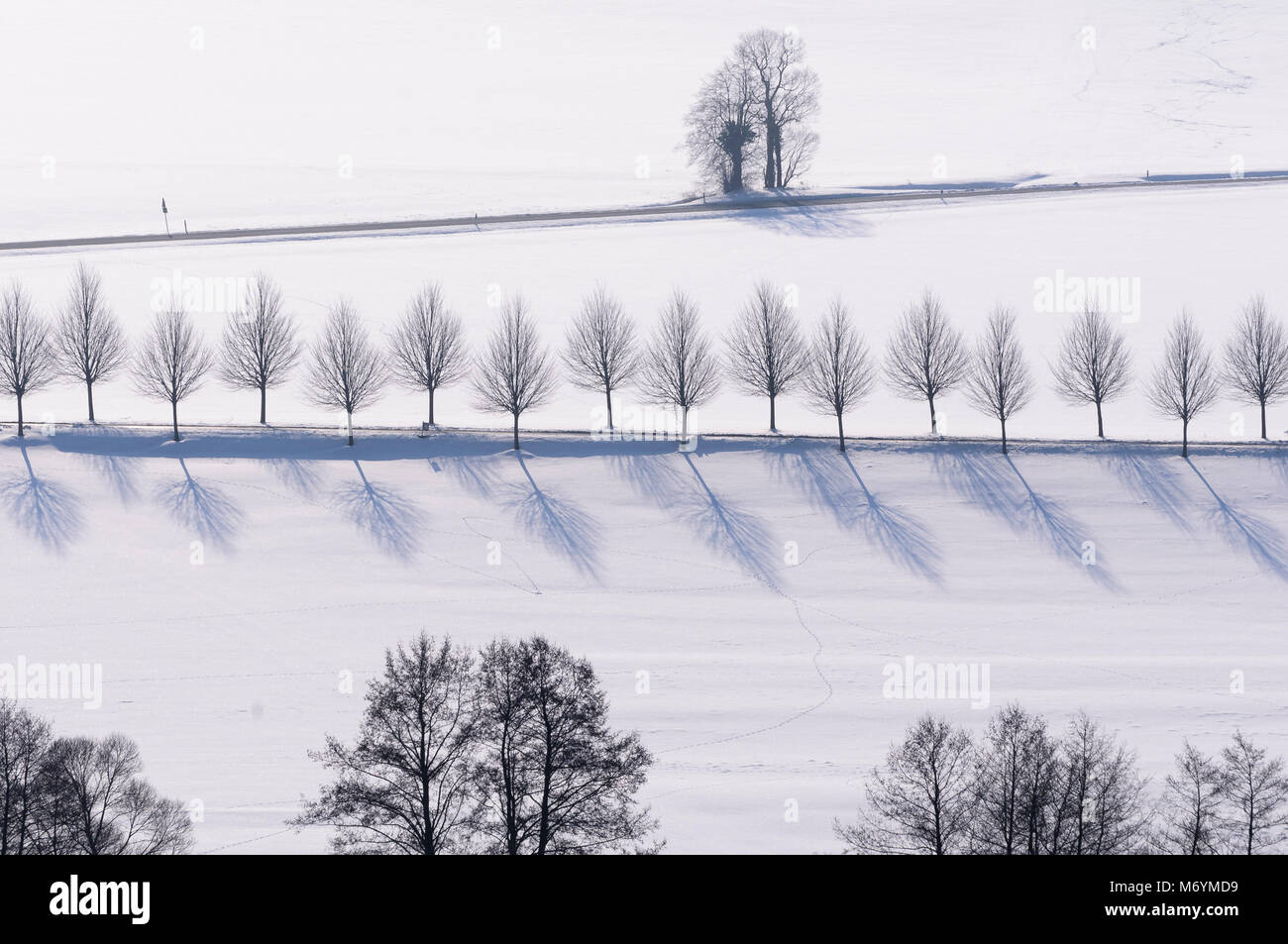 Hessische Rhön, verschneite Bäume, Hessen, Deutschland, Europa Stock Photo