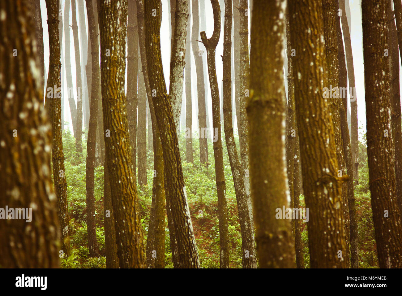 Misty pine forest with strong vertical pattern Stock Photo