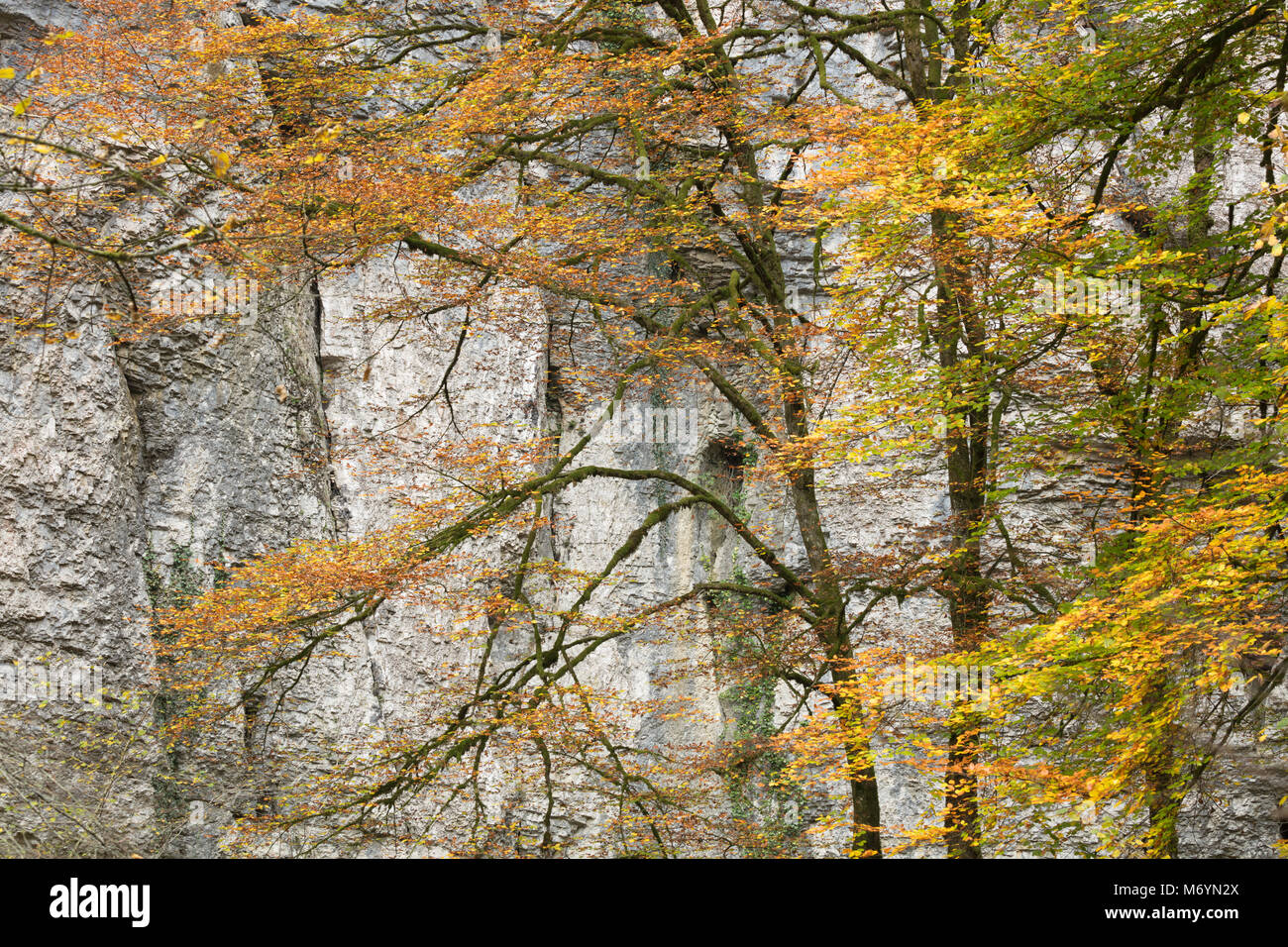 Autumn colours, Bief du Sarrazin, Source du Lison, Doubs, Franche-Comté, France Stock Photo