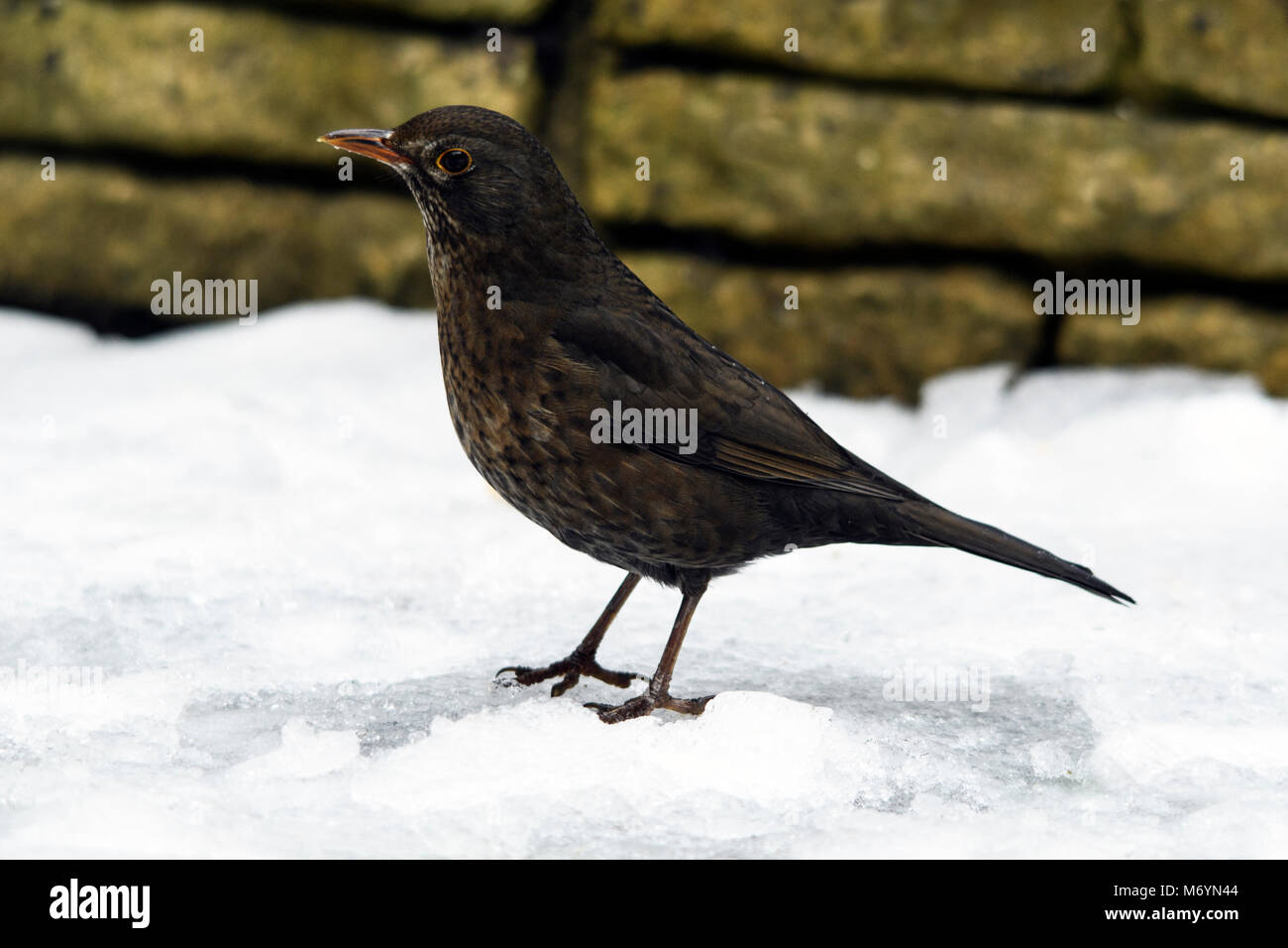 Female blackbird in the snow by the edge of a walled garden searching and foraging for food. Stock Photo
