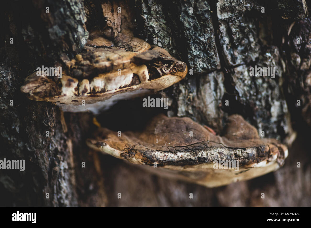 Close up of tree fungus in a London park Stock Photo - Alamy