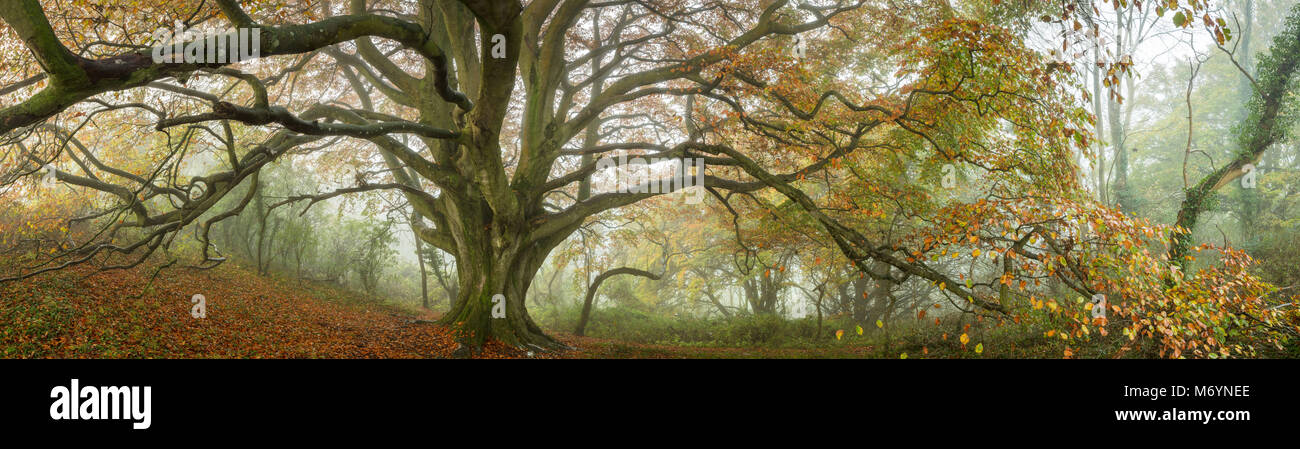 A foggy autumn morning in Everlanes Woods, near Milborne Port, Somerset, England, UK Stock Photo