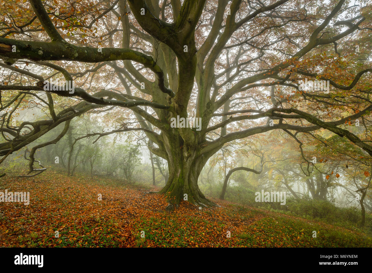 A foggy autumn morning in Everlanes Woods, near Milborne Port, Somerset, England, UK Stock Photo