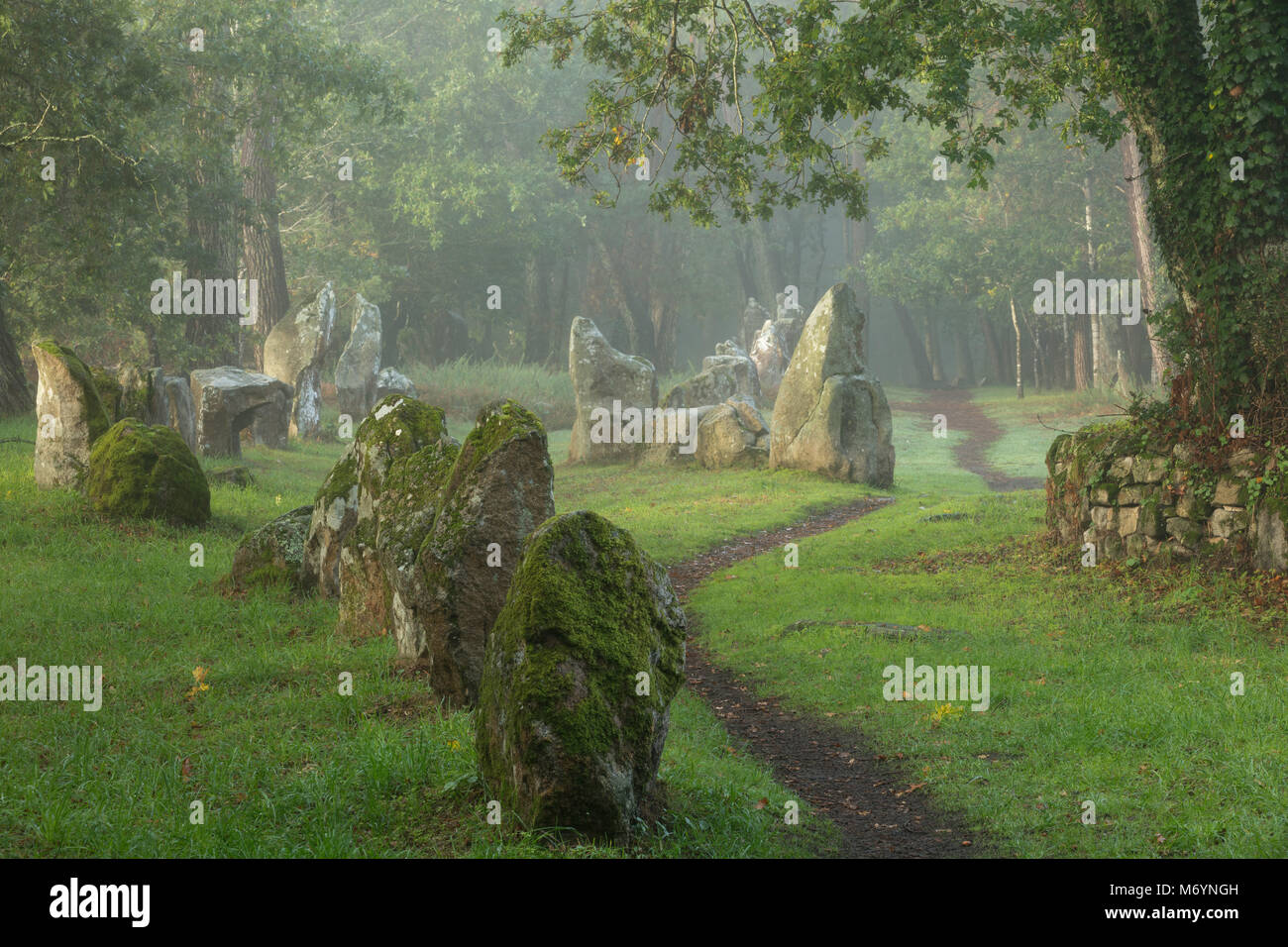 The megalithic menhirs of the Alignements de Petit-Menec in the misty woods at dawn, Carnac, Morbihan, Bretagne, France Stock Photo