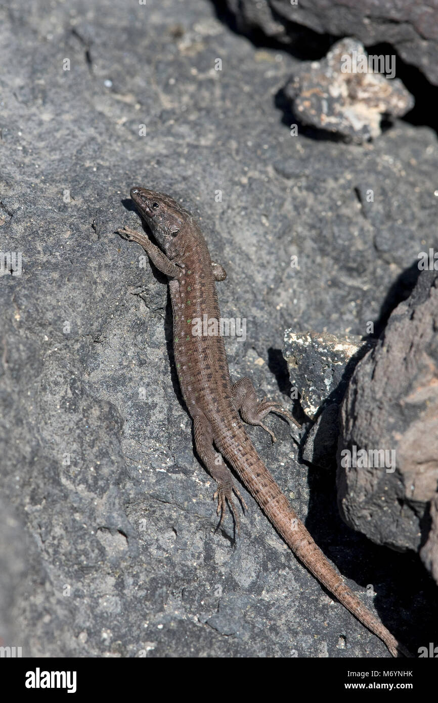 Atlantic Lizard (Gallotia atlantica) Stock Photo