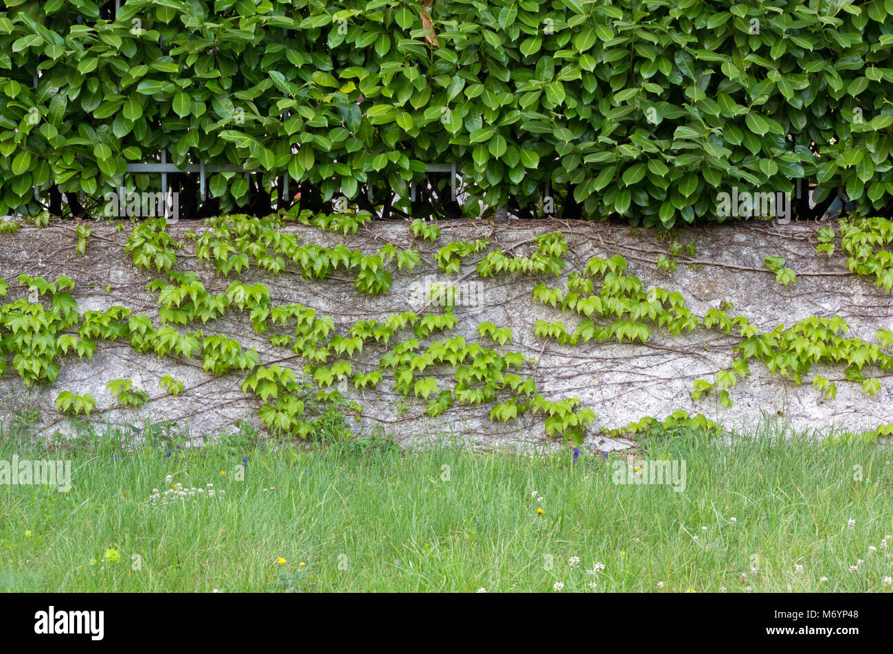 Laurel hedge over an exterior ivy covered wall with a lawn in the foreground Stock Photo