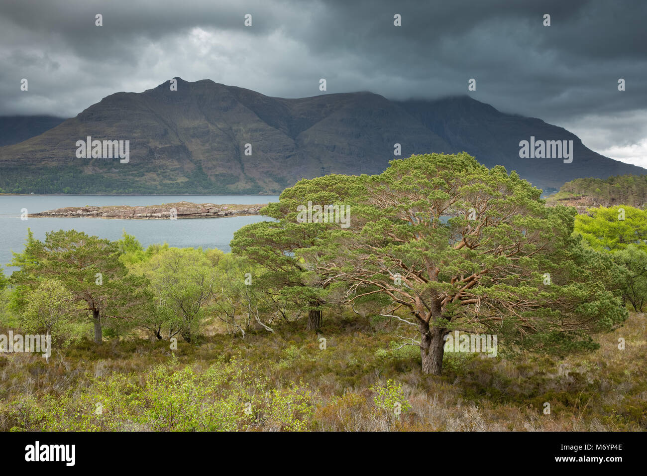 Caledonian Pines on Aird Mhor above Loch Torridon, Ben Damh Estate, Wester Ross, Scotland, UK Stock Photo