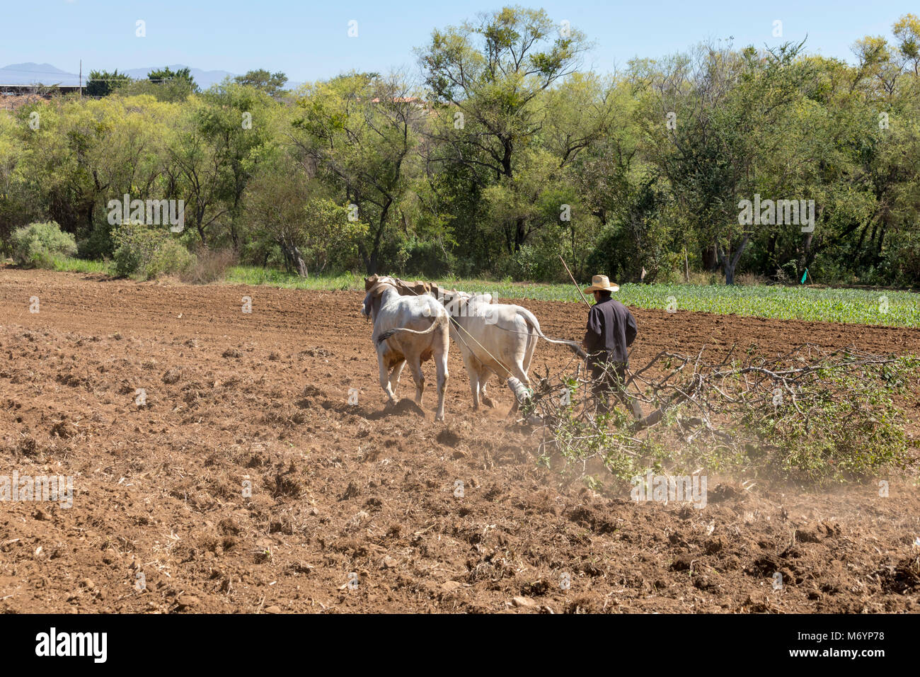 Carrizal, Oaxaca, Mexico - A farmer drives cattle pulling a large tree branch through his field in the West Etla Valley of rural Oaxaca. Stock Photo