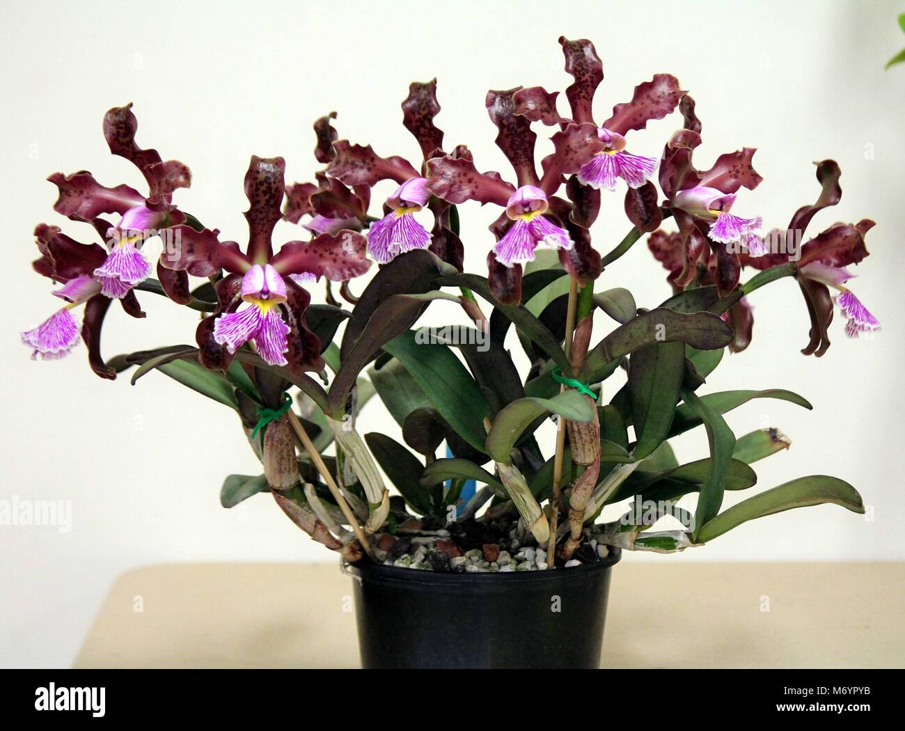 Cattleya schilleriana, orchid species Stock Photo
