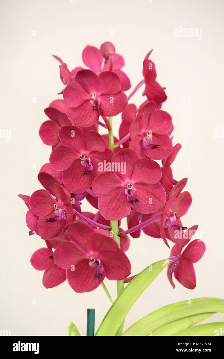Vanda orchid, pink Stock Photo