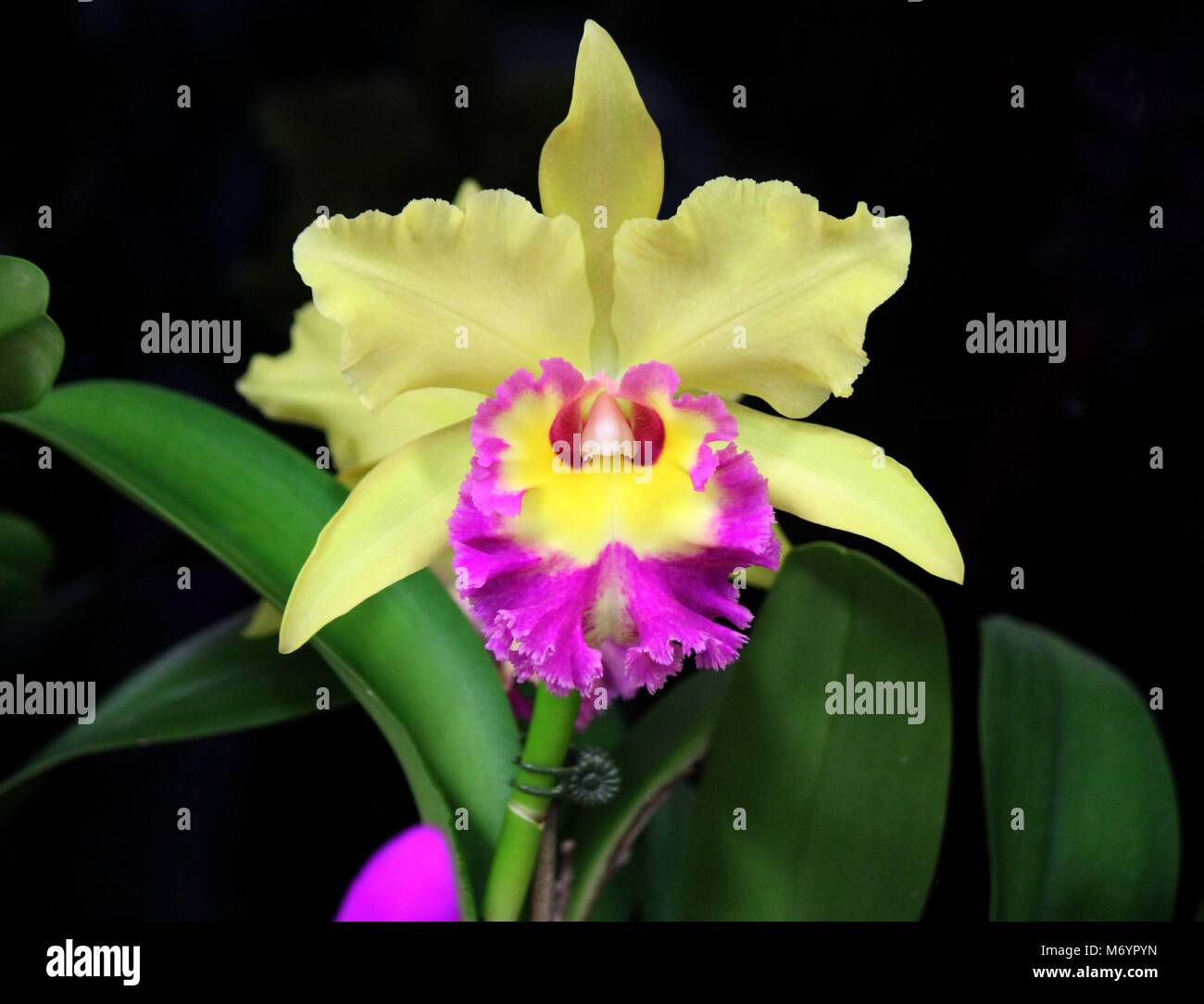 Yellow Cattleya orchid flower Stock Photo