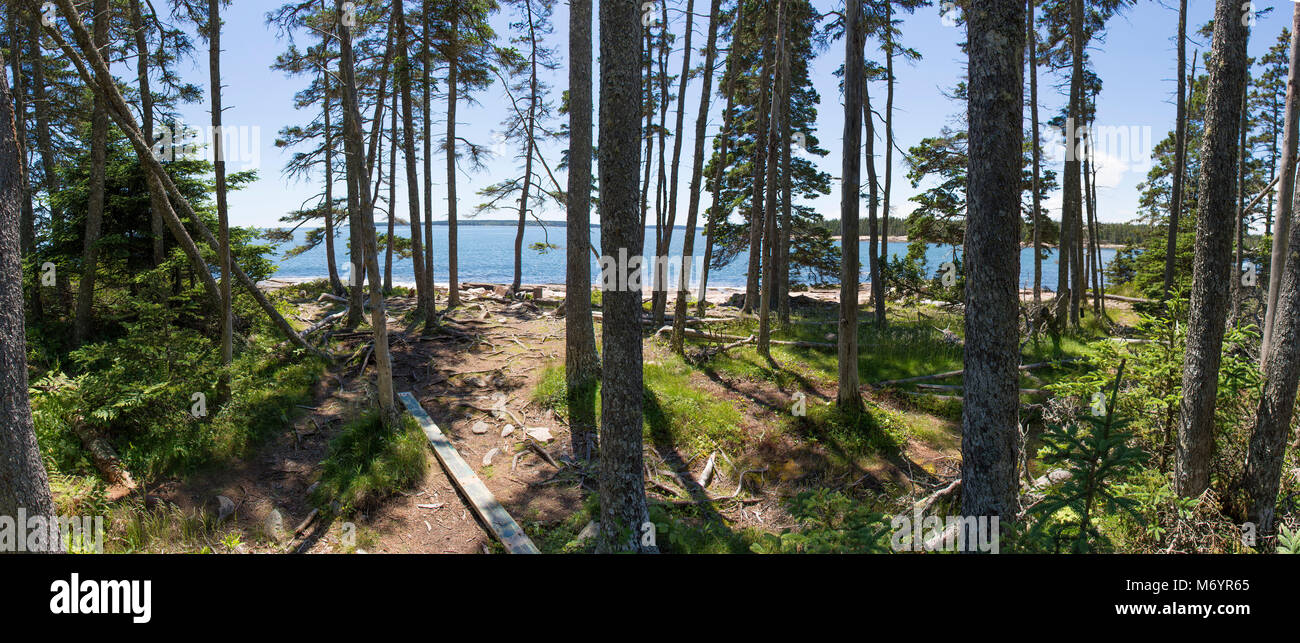 Panoramic of the forest on the Wonderland Trail in Acadia National Park, Maine, USA Stock Photo