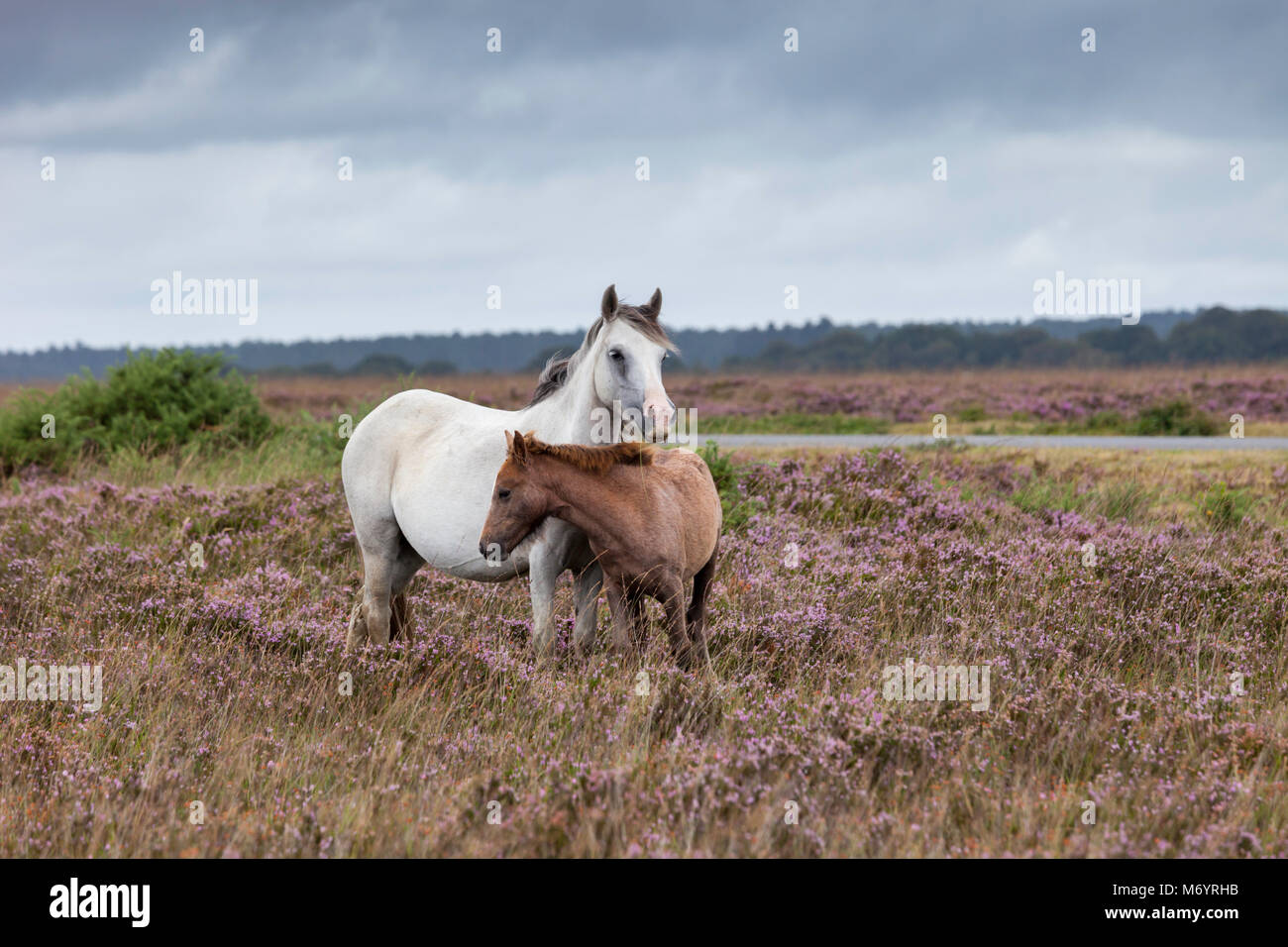 New Forest ponies, a grey mare and her chestnut foal, in the late summer heather. Hampshire, UK. Stock Photo