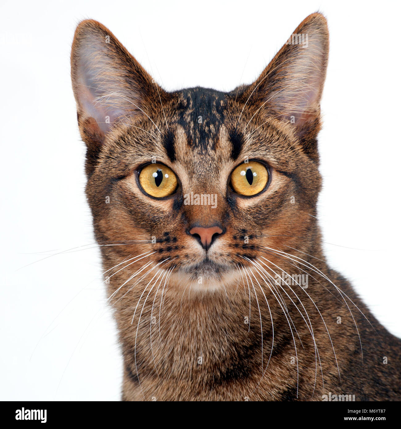 Striking amber eyed part Abyssinian young male cat looking at the ...