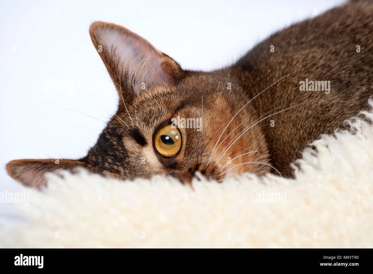Amber Eye High Resolution Stock Photography and Images - Alamy