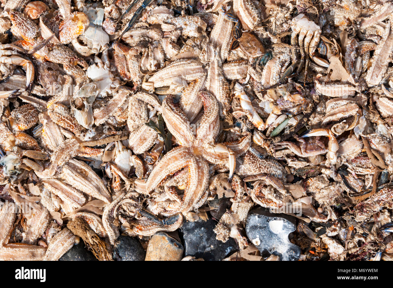 Dead starfish & crabs washed up on the Kent coast. They died due to freezing weather & storms at the beginning of March 2018. Details in Description.  Stock Photo