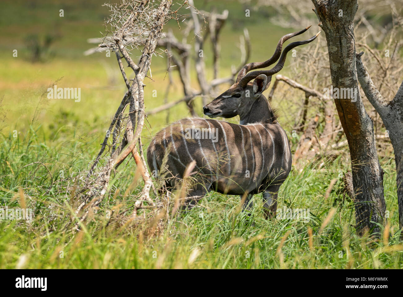 Greater Kudu - Tragelaphus strepsiceros, large striped antelope from African savanna, Taita Hills reserve, Kenya. Stock Photo
