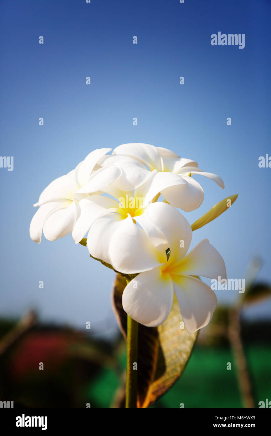 White Frangipani flowers ( Plumeria Alba ), against a blue sky, Cambodia, Asia Stock Photo
